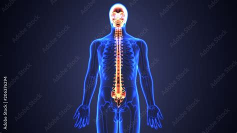 D Illustration Of Skull With Spinal Cord Anatomy Stock Illustration