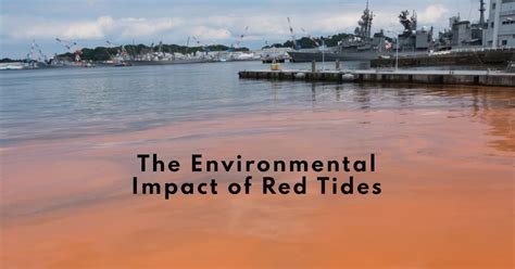 What Is Red Tide A Clear Explanation Of This Harmful Algal Bloom