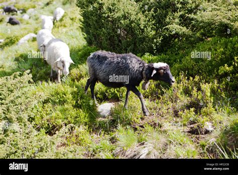 A Herd Of Sheep On Alpine Meadows In Carpathians Stock Photo Alamy