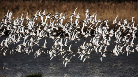 The Bird That Can Travel Over 7000 Miles Without Rest