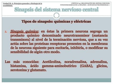 Fisiología II ORGANIZACIÓN DEL SISTEMA NERVIOSO FUNCIONES BÁSICAS DE