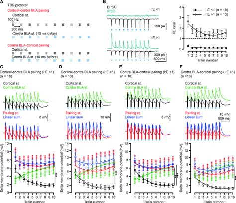 Contralateral Bla Theta Burst Stimulation Tbs Expresses Synaptic