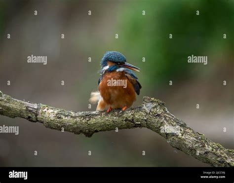 Kingfisher Alcedo Atthis Female River Urr Dalbeattie Dumfries And