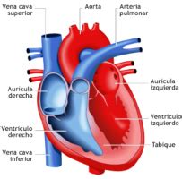 Juegos de Ciencias Juego de El corazón partes Cerebriti