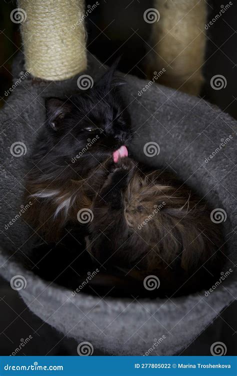 Brown Maine Coon Cat Licking His Paw In His Bed Stock Photo Image Of