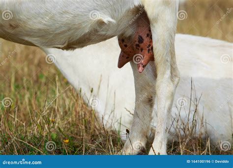 Big Udder Goats A Close Up Stock Photo Image Of Standing 164100196