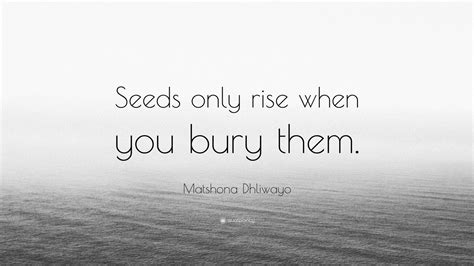 Matshona Dhliwayo Quote Seeds Only Rise When You Bury Them