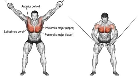 Decline Cable Fly Muscle Worked Benefits Alternate