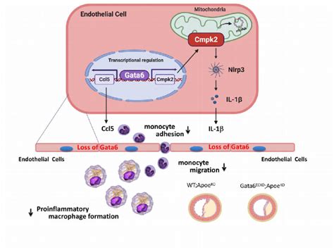 Schematic Figure Of Working Model Model Of Endothelial Gata Exerts