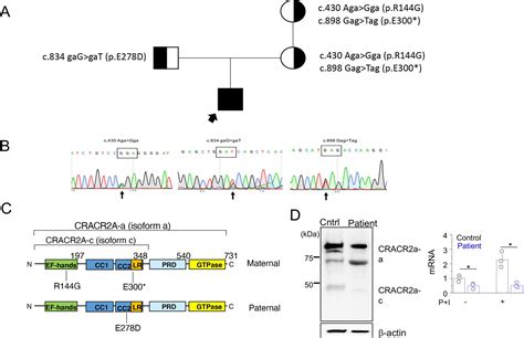 Figures And Data In Biallelic Mutations In Calcium Release Activated