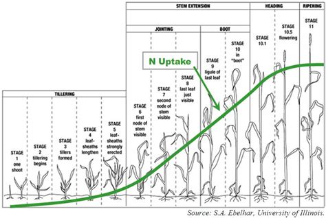 Nitrogen Levels In Winter Wheat Honeyland Ag Services