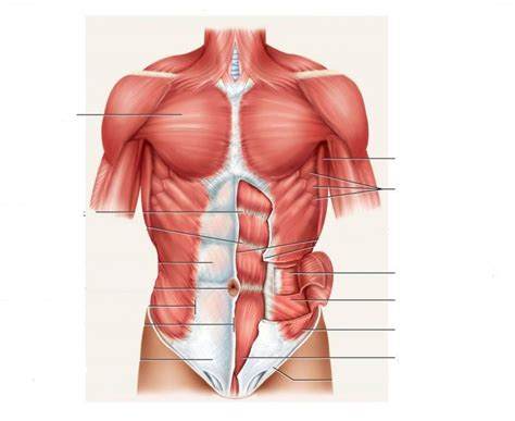 Anatomy And Physiology Muscles Of The Abdomen And Thorax Anterior Superficial Diagram Quizlet