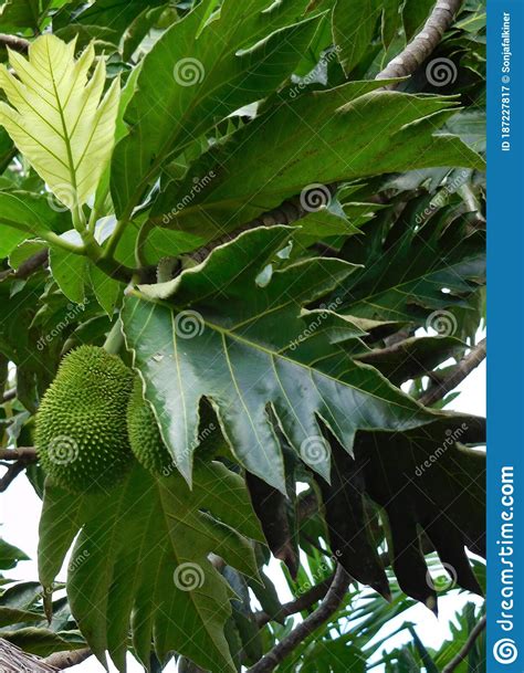 Breadfruit Tree With Leaves And Fruit In Bali Stock Image Image Of