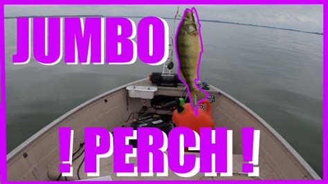 Lake Erie Perch Fishing How To Catch Perch Youtube