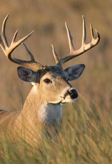 Laguna Atascosa National Wildlife Refuge In 2024 National Wildlife