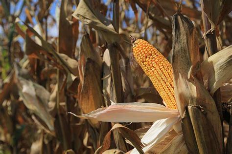 AgriLife developing tools to help fight crop diseases - Texas Farm Bureau