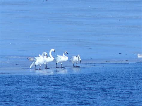 Trumpeter Swans In Winter Photograph by Cindy McFadden | Fine Art America