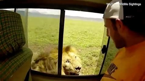 Ce Touriste Inconscient Tente De Toucher Un Lion Lors D Un Safari