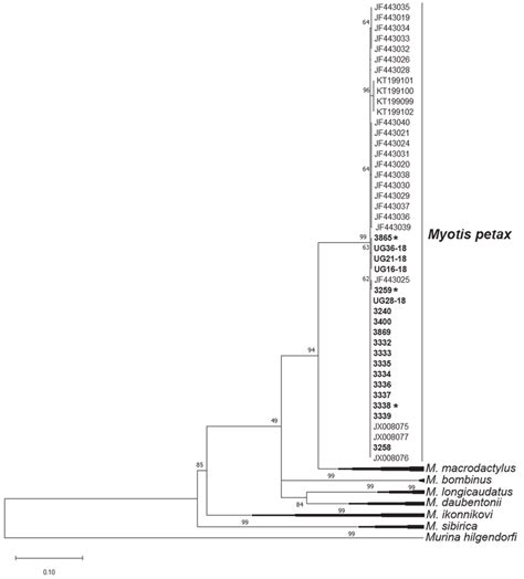 Maximal Likelihood Tree Of The Cytochrome Oxidase I Gene ML Tree Based