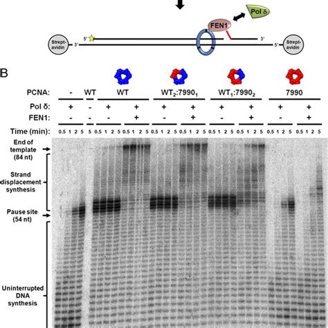 Two Possible Models Describing PCNA Mediated Okazaki Fragment