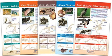 Owl Pellet Prey Identification Chart Set Charts