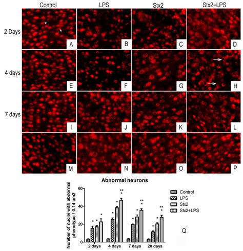 Changes In The Expression Of Neun Micrographs Show Immunofluorescence