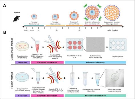 Folliculogenesis Timeline