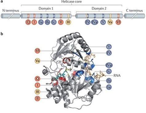 structure   dead box helicase core   core region
