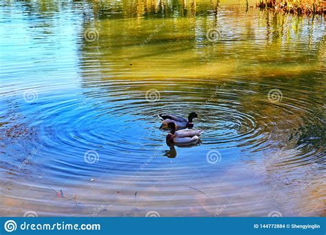 Gansos Salvajes Que Nadan En El Lago Foto De Archivo Imagen De Gansos