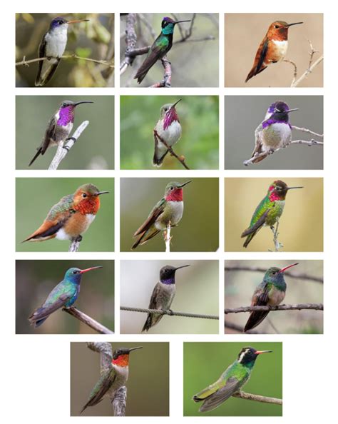 Hummingbird Species Quiz - By phunbun