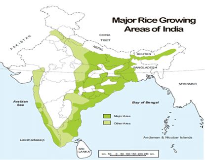 Paddy Plantation In India IASbaba