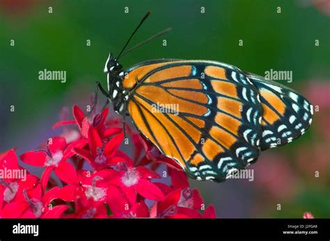 Viceroy Butterfly That Mimics The Monarch Butterfly Stock Photo Alamy