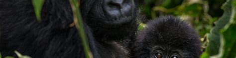 Mountain Gorilla Predators-Gorilla trekking safaris-Gorilla land safaris