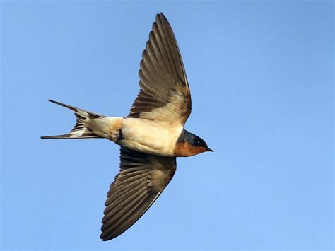 Barn Swallow Hirundo Rustica Golondrina Común