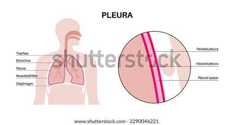 Pleura Anatomy Concept Chest Cavity Medical Stock Vector Royalty Free