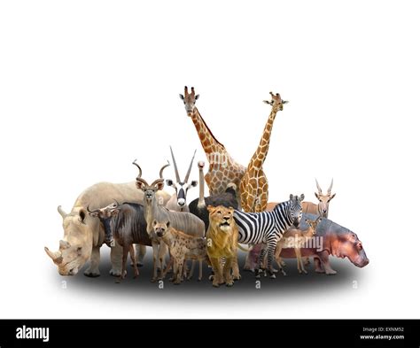 group of africa animals on white background Stock Photo - Alamy