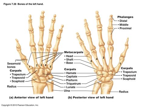 Hand Bone Diagram Labeled