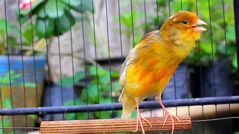 PANCINGAN KENARI GACOR NEMBAK PANJANG SUARA BURUNG MASTERAN KENARI