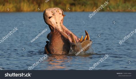 Hippo Lake Tana Ethiopia Stock Photo 1320514964 Shutterstock