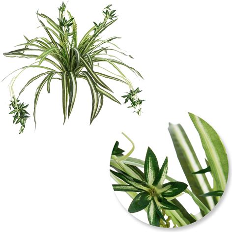 Green Cream Spider Plant Bush Hobby Lobby 785634