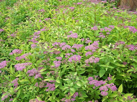 Spiraea X Bumalda Goldflame Spir E P Pini Re L Arc En Fleurs