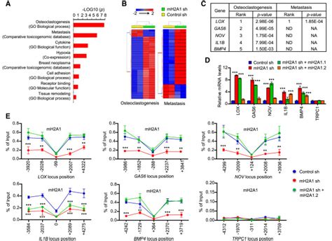 Regulation Of Breast Cancer Induced Osteoclastogenesis By Macroh A