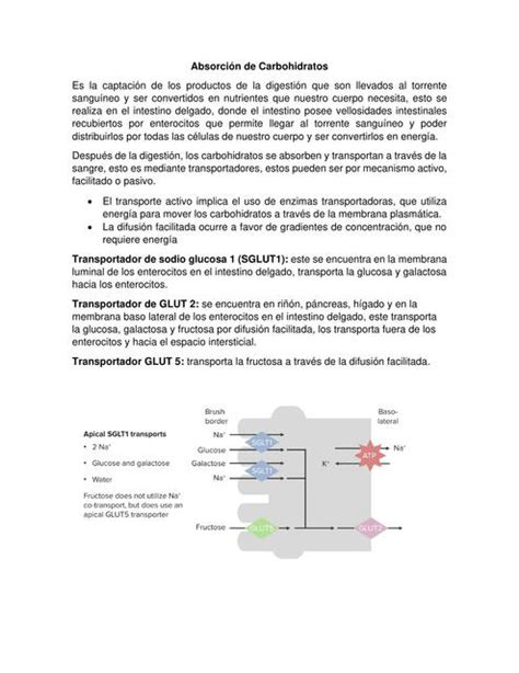 Absorcion De Carbohidratos Salma Eguizabal Udocz