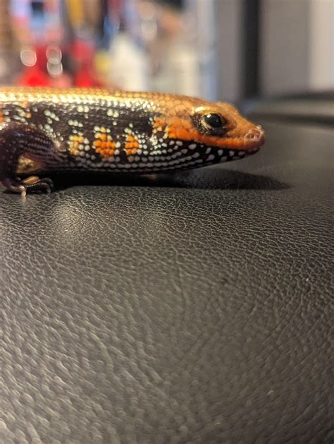 Determining The Sex Of My Fire Skink R Reptiles