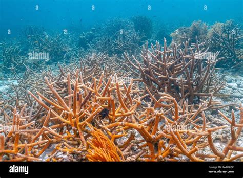 Caribbean Coral Reef Off The Coast Of The Island Of Bonaire Staghorn