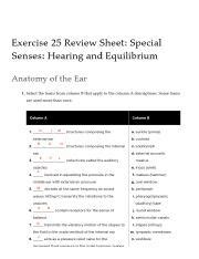 Ex Review Sheet Special Senses Hearing And Equilibrium Pdf D B