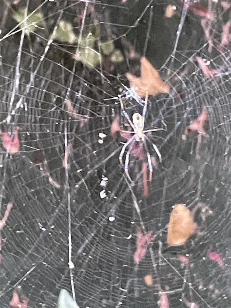 Hairy Golden Orb Weaving Spider From Constantia Cape Town South