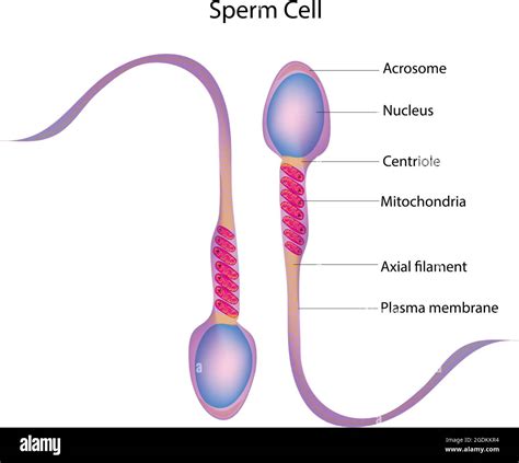 Sperm Cell Male Reproductive Cell Or Gamete In Anisogamous Forms Of Sexual Reproduction