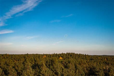 The Tops Of Coniferous Trees Against A Blue Sky With Sparse Clouds From