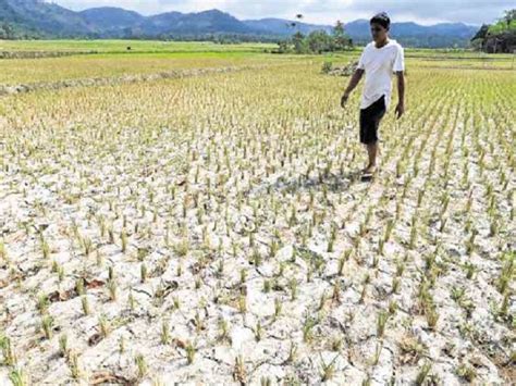 Pananim na mais at gulay sa Davao city nasira na ng tagtuyot | DZIQ Radyo Inquirer 990AM